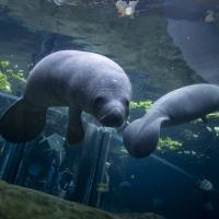 two young manatees