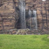Mexican wolf near waterfall