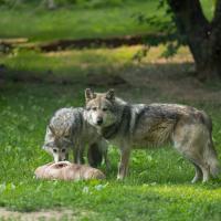 Mexican Wolves with bone