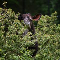 okapi eating browse