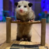 opossum at the Zoo standing on exam bar