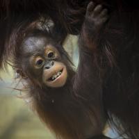 young orangutan