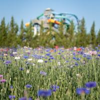 pollinator garden with waterslide in background