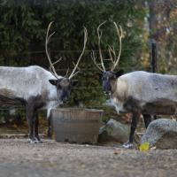 two reindeer eating