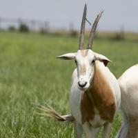 oryx in pasture