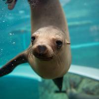 sea lion in water