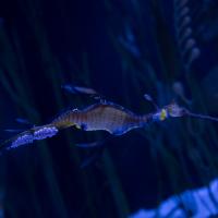 Weedy seadragon at the Columbus Zoo and Aquarium