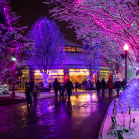 wildlights at the columbus zoo