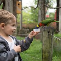child and lorikeet