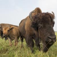 bison