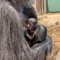 baby gorilla in mother's arms