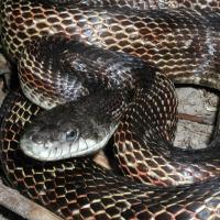 ratsnake
