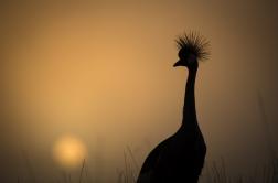 Photo of a silhouetted African crowned crane in the dawning sun
