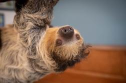 Image of a two-toed sloth, from shoulders up, facing upside-down