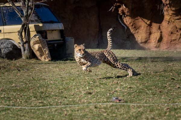 Cheetah run