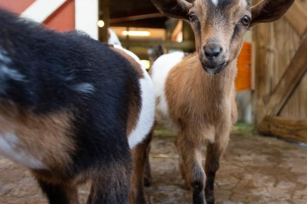 goats exiting barn