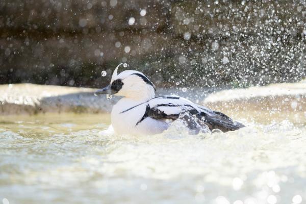 smew in water