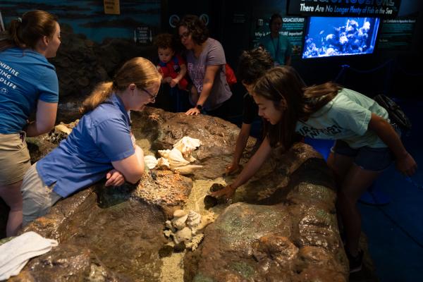 Children reaching into the tide pool