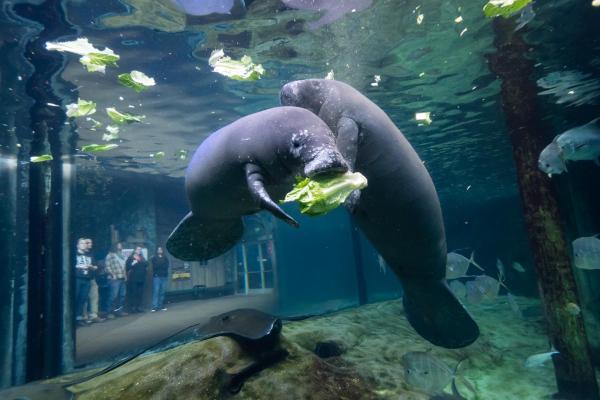 Florida Manatee | Columbus Zoo and Aquarium