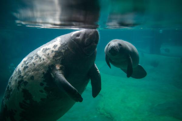 Florida Manatee | Columbus Zoo and Aquarium