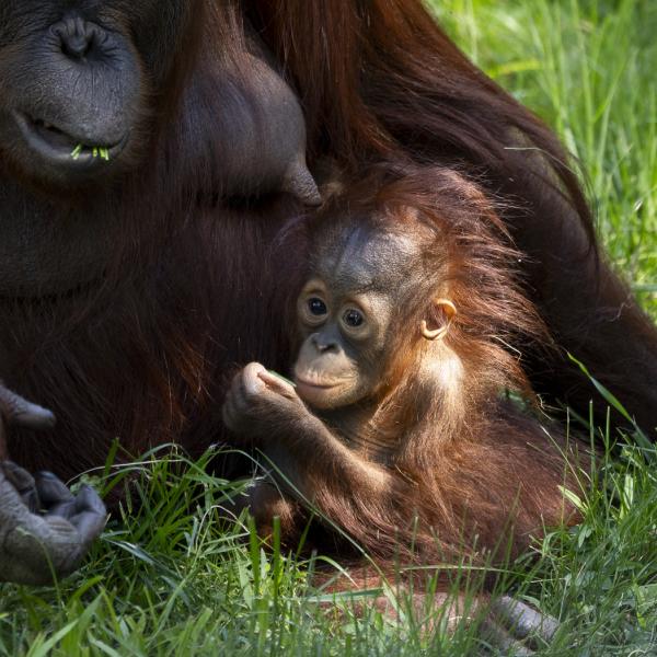 baby orangutan