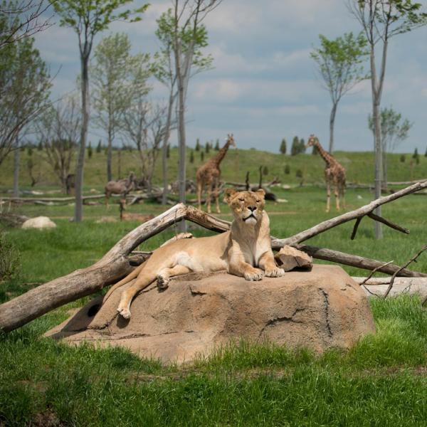 lion resting in the savanna