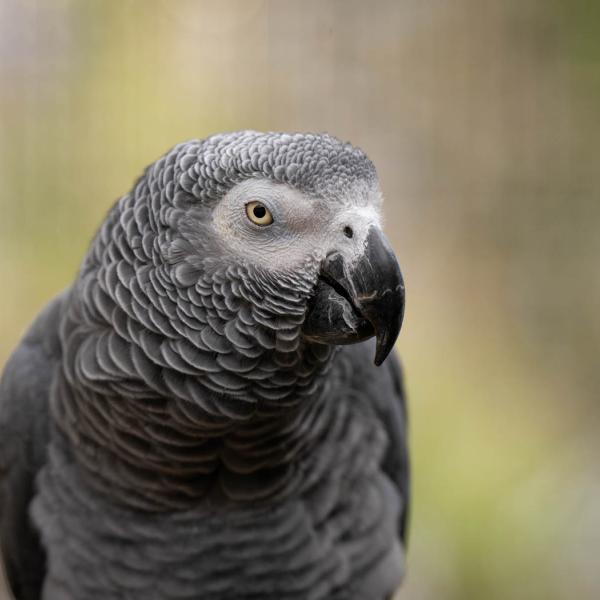 African grey parrot