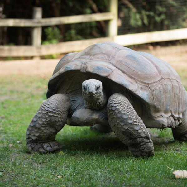 Aldabra tortoise walking in grass