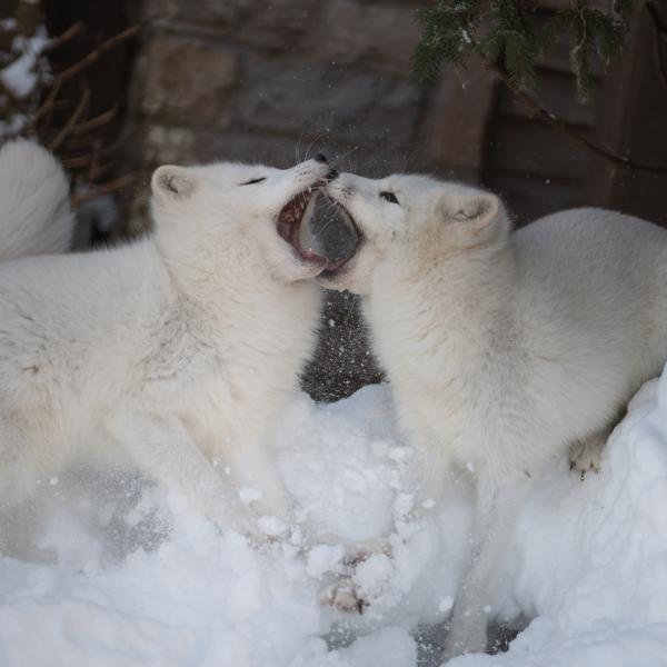Arctic foxes playing