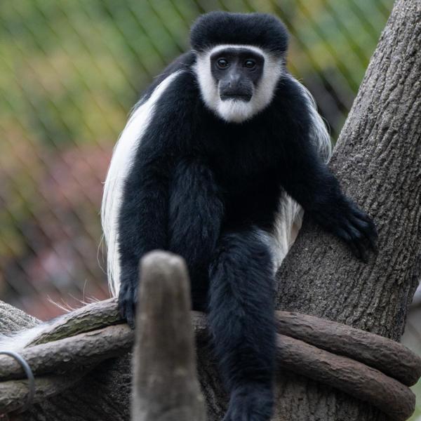 colobus monkey