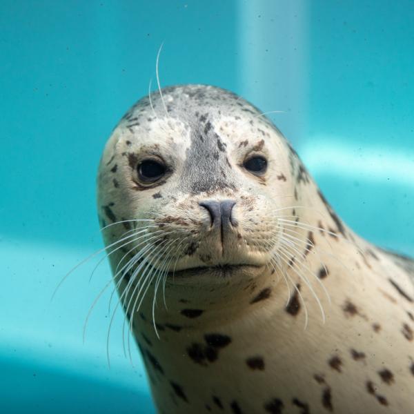 Harbor seal