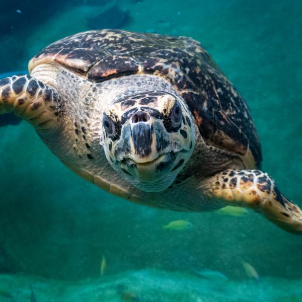 sea turtle