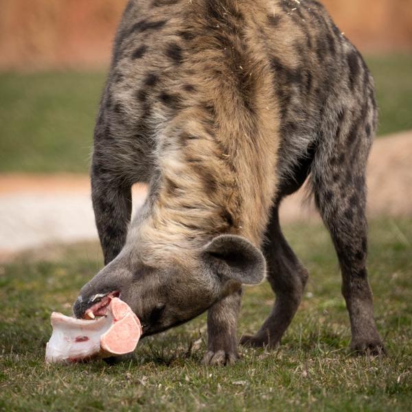 hyena with bone