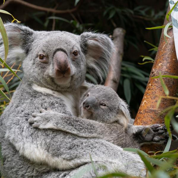 Koalas Katy and Kora