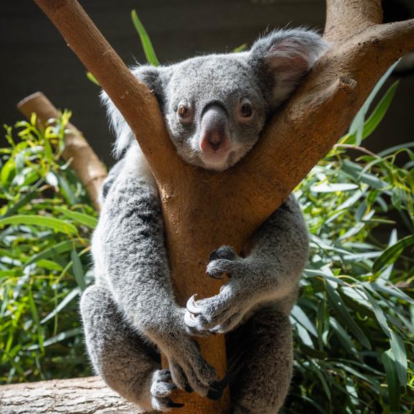 koala on tree branch