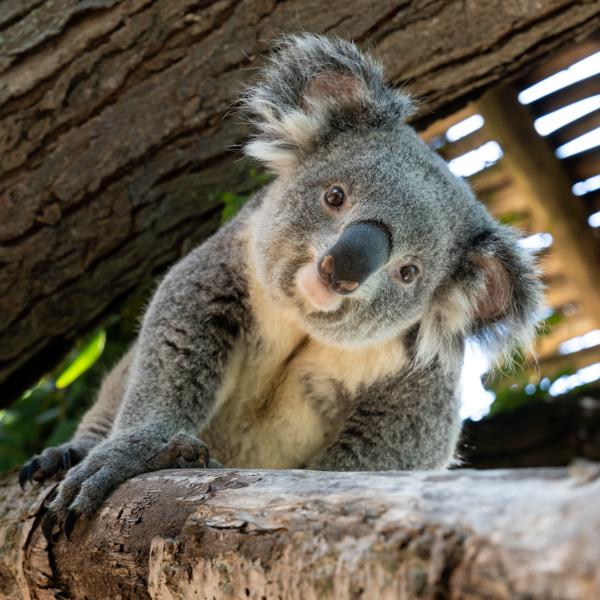 koala in tree