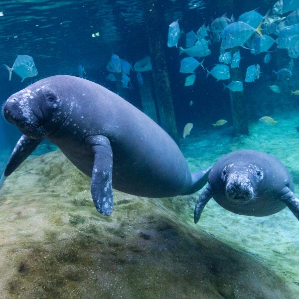 two manatees