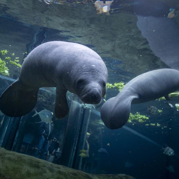 two small manatees