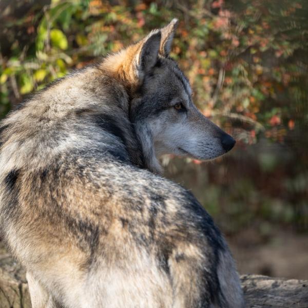 mexican wolf