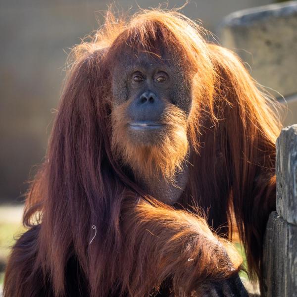 orangutan