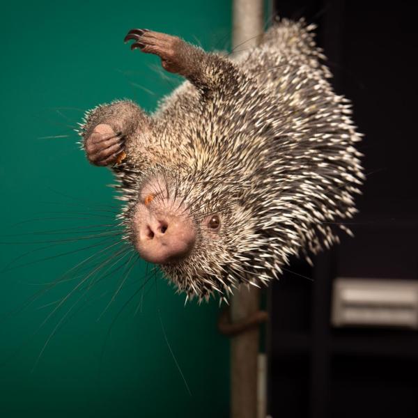 Prehensile-tailed porcupine