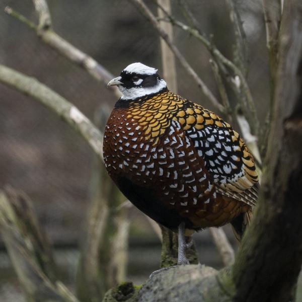 reeves pheasant