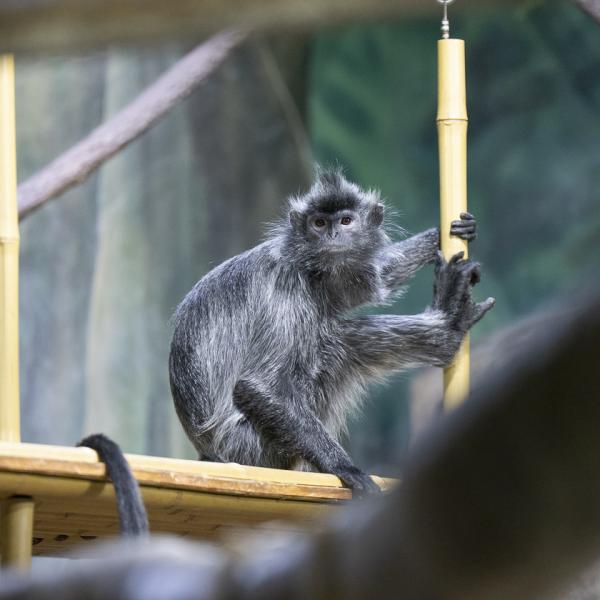 langur on branch