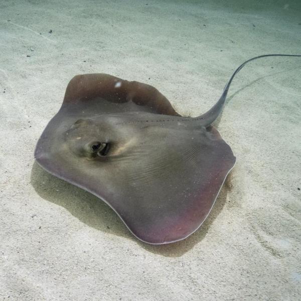 Stingray