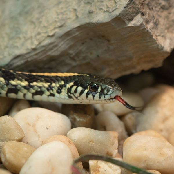 Plains gartersnake at the Columbus Zoo