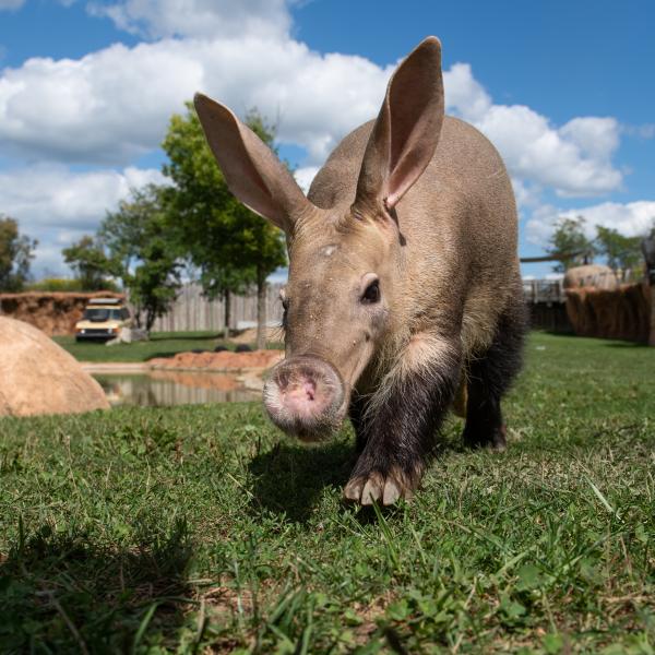 Aardvark | Columbus Zoo and Aquarium