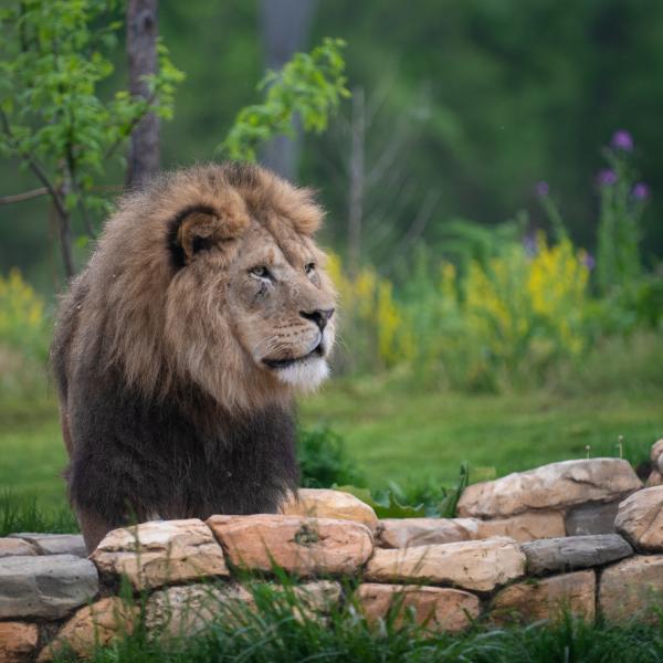 Male African Lion on the savanna in the Heart of Africa at the Columbus Zoo and Aquarium