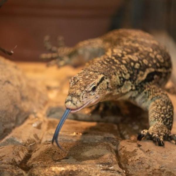 Asian Water Monitor