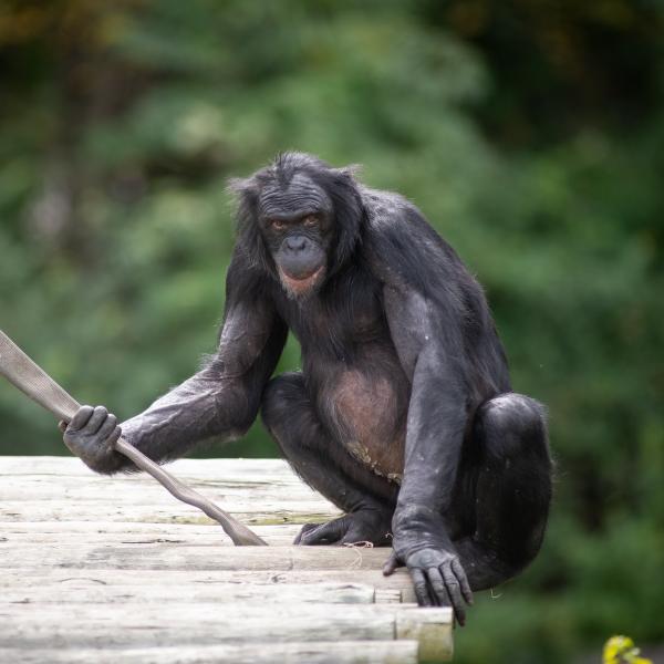 Bonobo sitting on platform