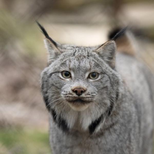 Canada Lynx